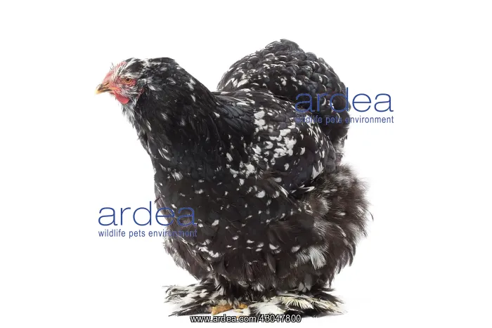  : Cochin Chicken hen