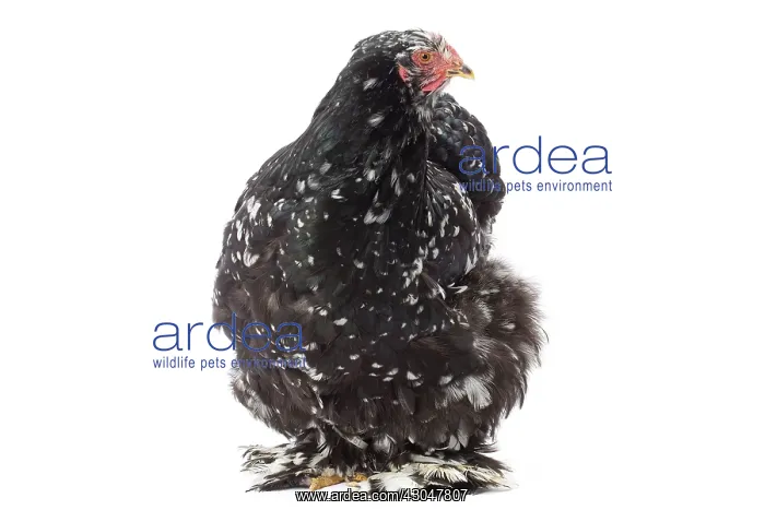  : Cochin Chicken hen