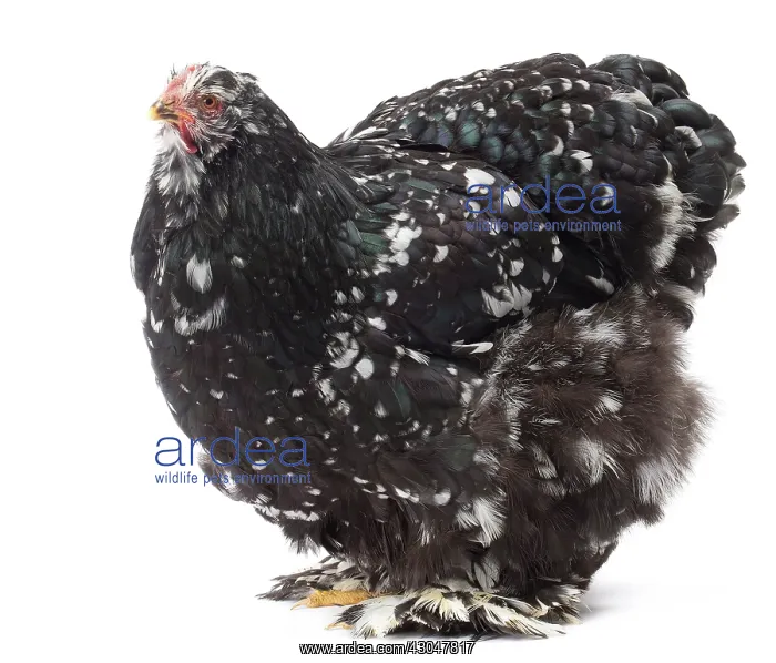  : Cochin Chicken hen