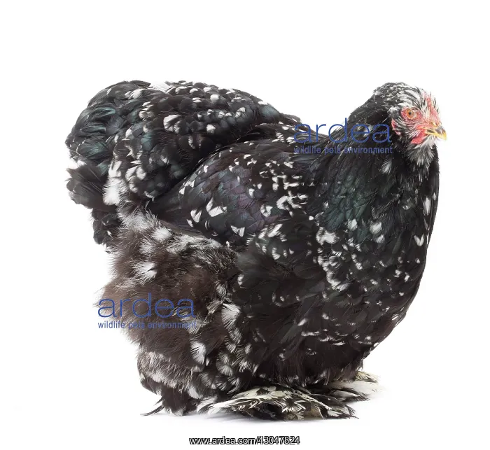  : Cochin Chicken hen