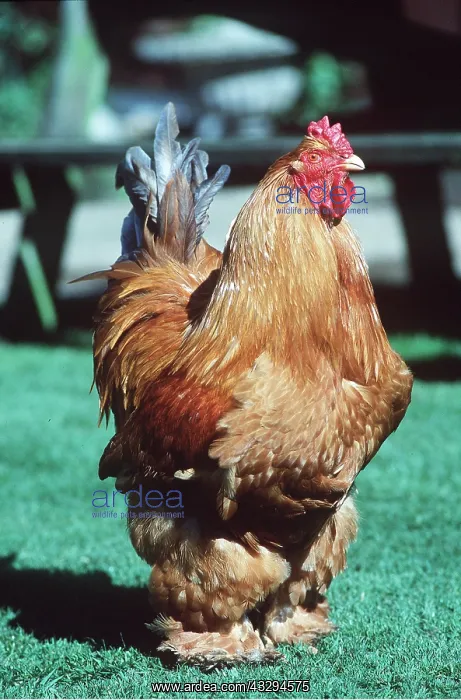 : COCHIN CHICKEN - male : COCHIN CHICKEN - male