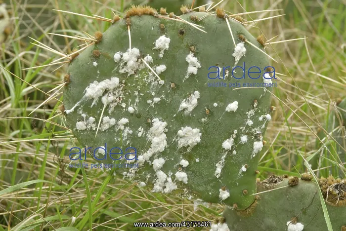 : Cochineal bug, Dactylopus confusus : Cochineal bug, Dactylopus confusus