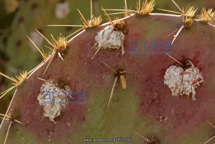 : Cochineal Bugs - on Prickly Pear Cactus (Opuntia) : Cochineal Bugs - on Prickly Pear Cactus (Opuntia)