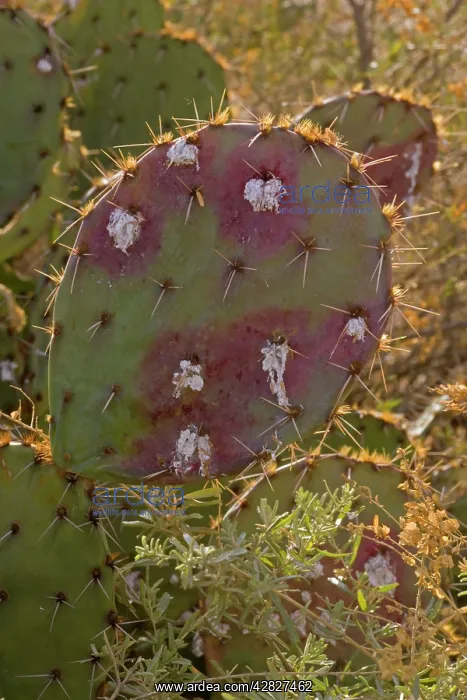 : Cochineal Bugs - on Prickly Pear Cactus (Opuntia) : Cochineal Bugs - on Prickly Pear Cactus (Opuntia)