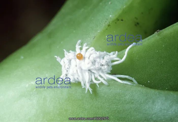 : COCHINEAL INSECT : COCHINEAL INSECT
