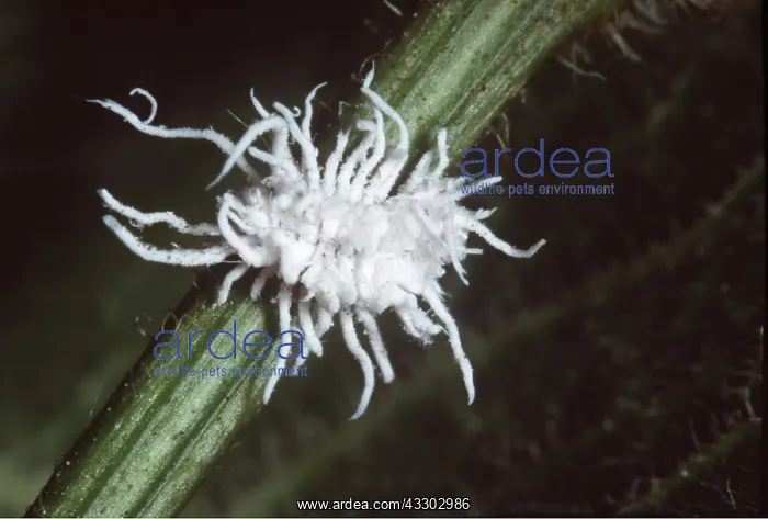  : COCHINEAL INSECT