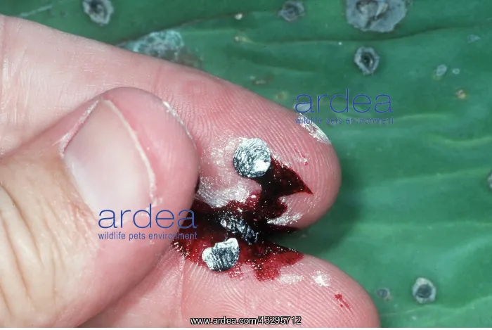 : Cochineal insect - crushed to show dye : Cochineal insect - crushed to show dye