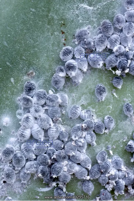 : COCHINEAL INSECTS - On opuntia coccus cacti : COCHINEAL INSECTS - On opuntia coccus cacti