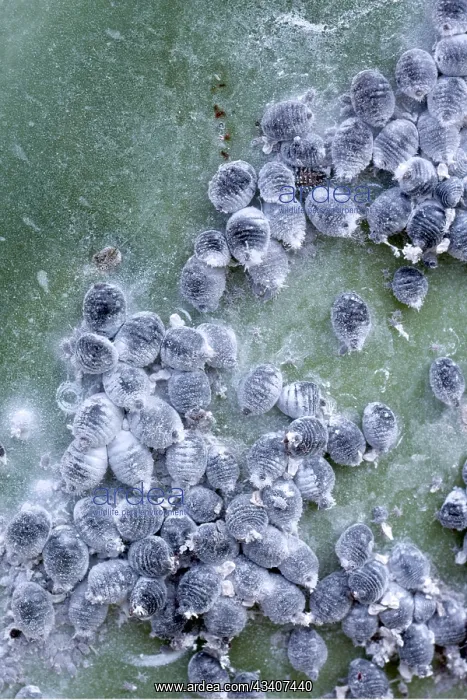 : COCHINEAL INSECTS - On opuntia coccus cacti : COCHINEAL INSECTS - On opuntia coccus cacti