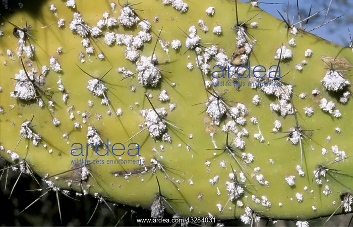 : Cochineal Insects - on Prickly Pear : Cochineal Insects - on Prickly Pear