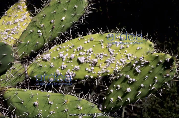 : Cochineal Insects - on Prickly Pear : Cochineal Insects - on Prickly Pear