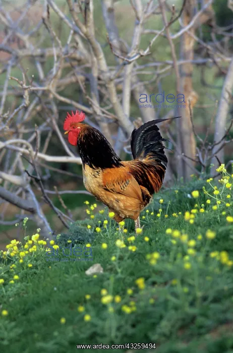 : Cock : Cock