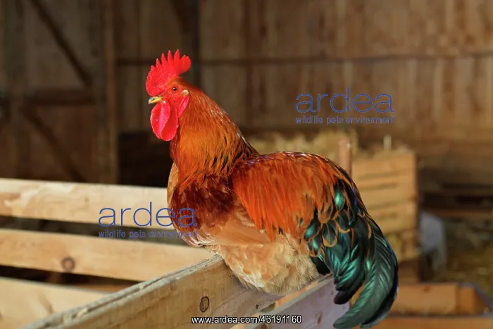 : Cock in a barn France, Vaucluse (84), coq : Cock in a barn France, Vaucluse (84), coq