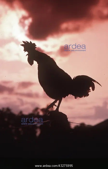: COCK - Crowing at dawn : COCK - Crowing at dawn