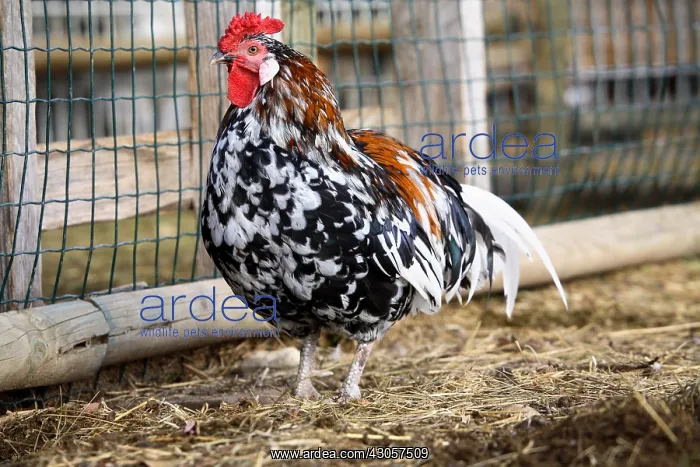 : Cock in a farmyard France : Cock in a farmyard France