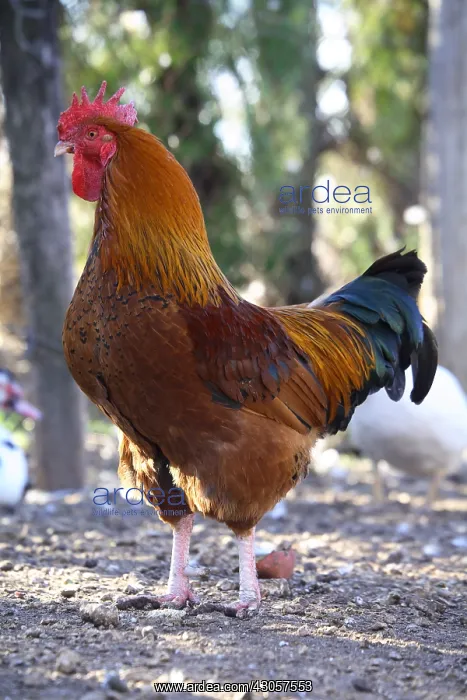 : Cock farmyard France : Cock farmyard France