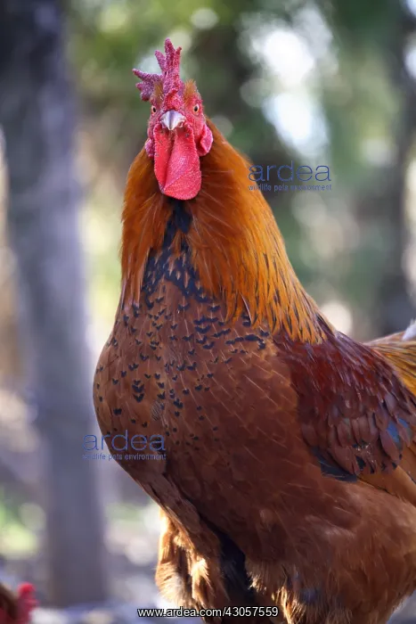 : Cock farmyard France : Cock farmyard France