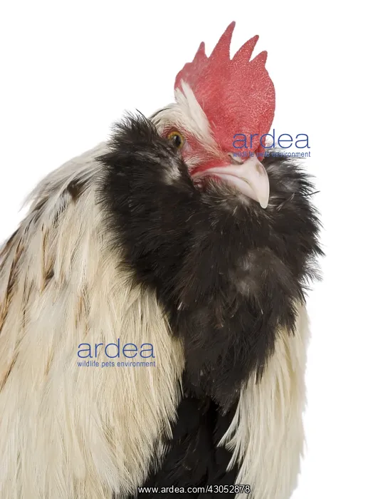 : Cock Faverolles dark : Cock Faverolles dark