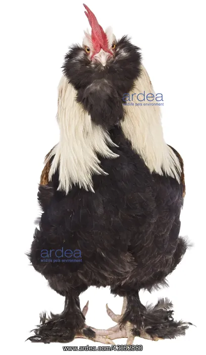 : Cock Faverolles dark : Cock Faverolles dark