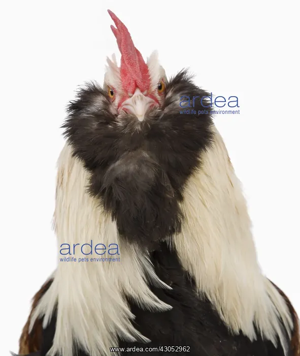 : Cock Faverolles dark : Cock Faverolles dark