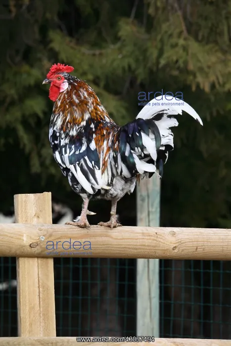 : Cock on fence France : Cock on fence France