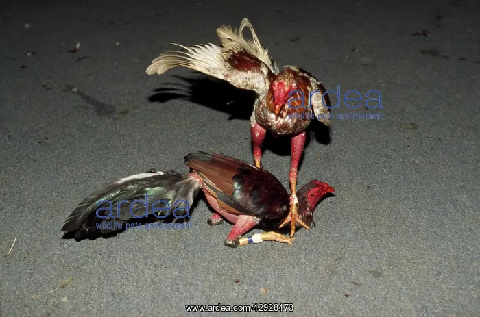 : Cock Fighting - Samana : Cock Fighting - Samana