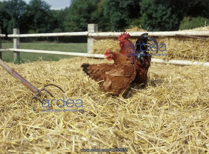 : Cock and hen : Cock and hen
