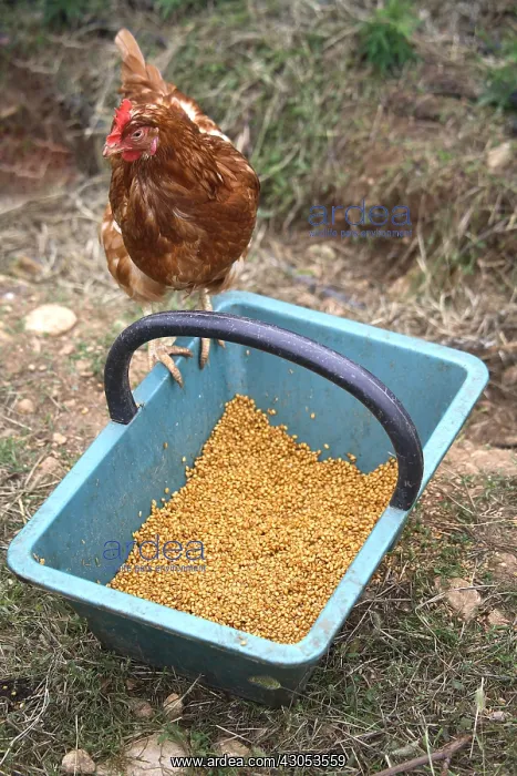: Cock Hen landed on its feeding dish : Cock Hen landed on its feeding dish