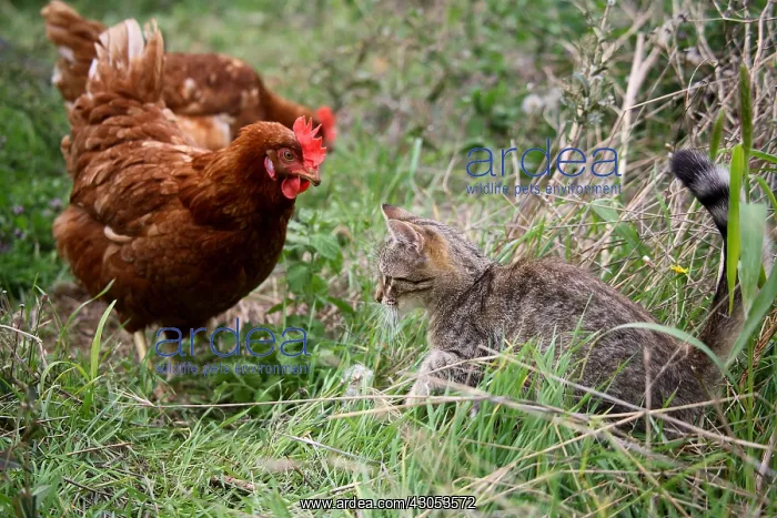 : Cock Hen observing a Cat in a garden : Cock Hen observing a Cat in a garden