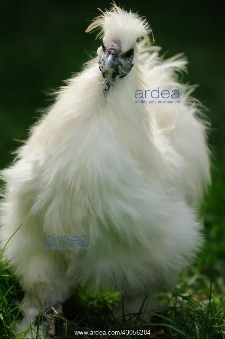 : Cock Hen walking in grass Normandie : Cock Hen walking in grass Normandie