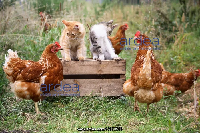 : Cock Hens and Cats on a woody box in a garden : Cock Hens and Cats on a woody box in a garden