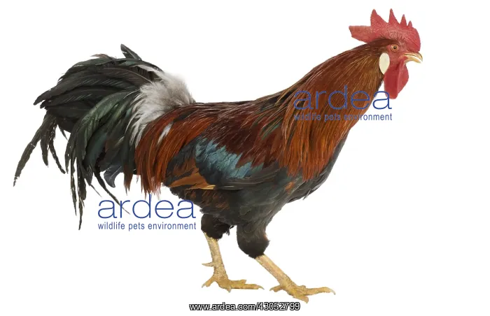 : Cock Leghorn Bantam breed : Cock Leghorn Bantam breed