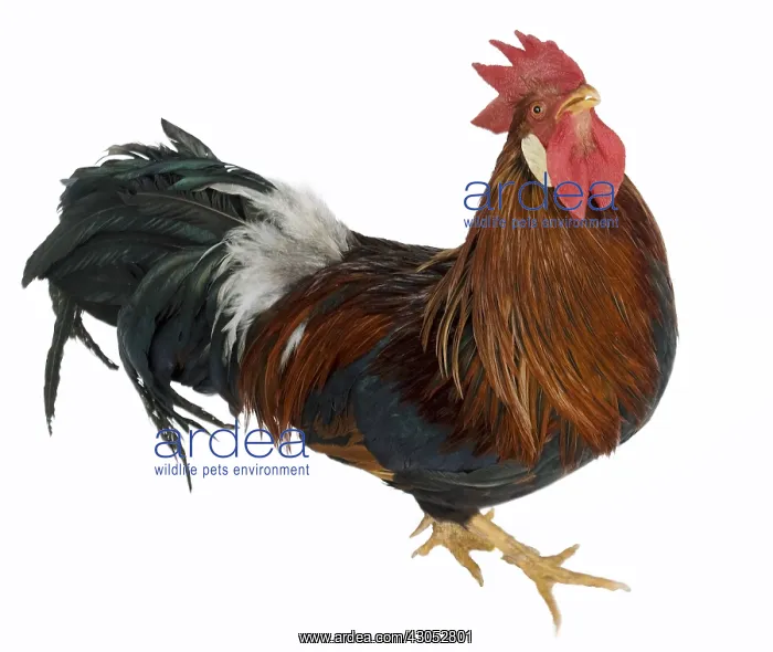 : Cock Leghorn Bantam breed : Cock Leghorn Bantam breed