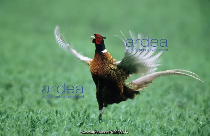 : Cock PHEASANT - Calling and displaying : Cock PHEASANT - Calling and displaying