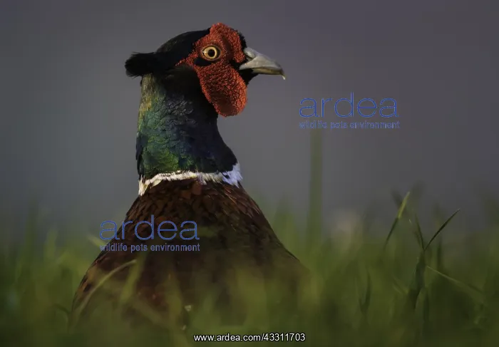 : A Cock Pheasant (Phasianus colchicus) peers above : A Cock Pheasant (Phasianus colchicus) peers above