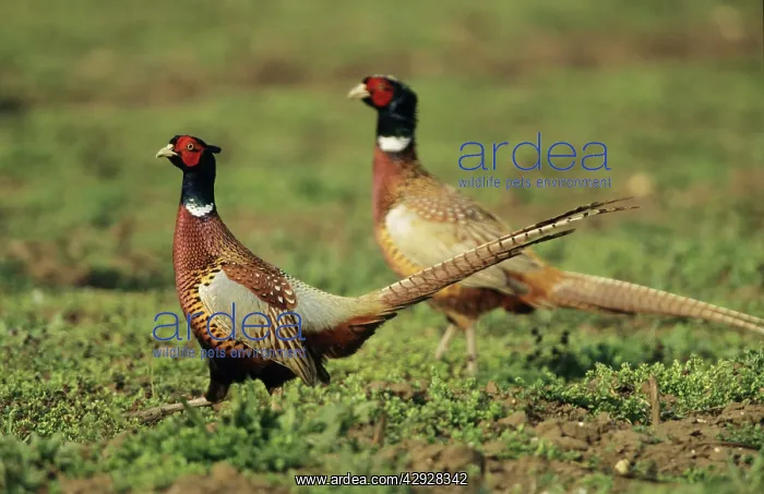 : Cock PHEASANT - Territorial dispute between rivals : Cock PHEASANT - Territorial dispute between rivals