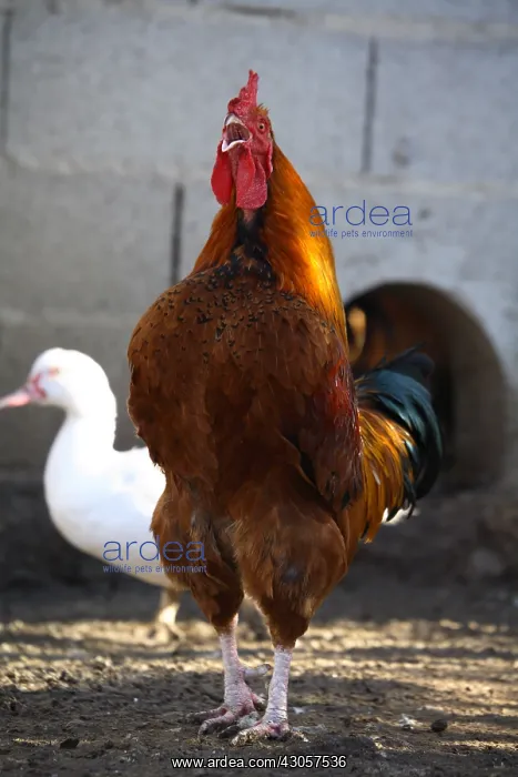 : Cock singing in a farmyard France : Cock singing in a farmyard France