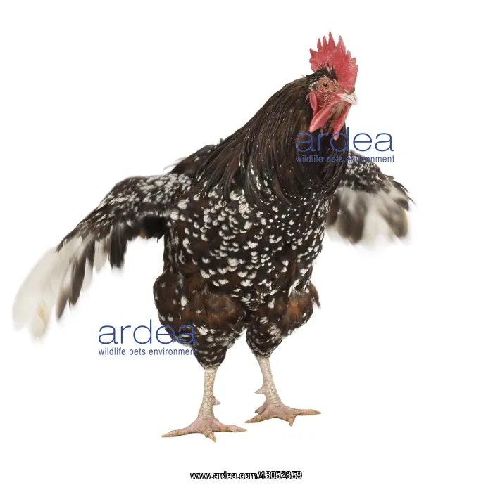 : Cock Sussex breed : Cock Sussex breed