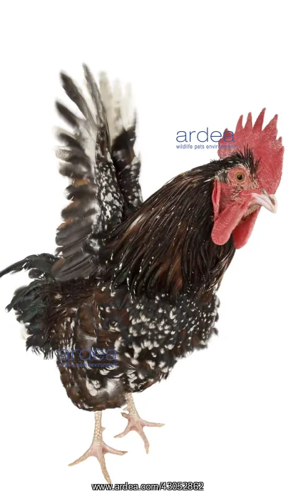 : Cock Sussex breed : Cock Sussex breed