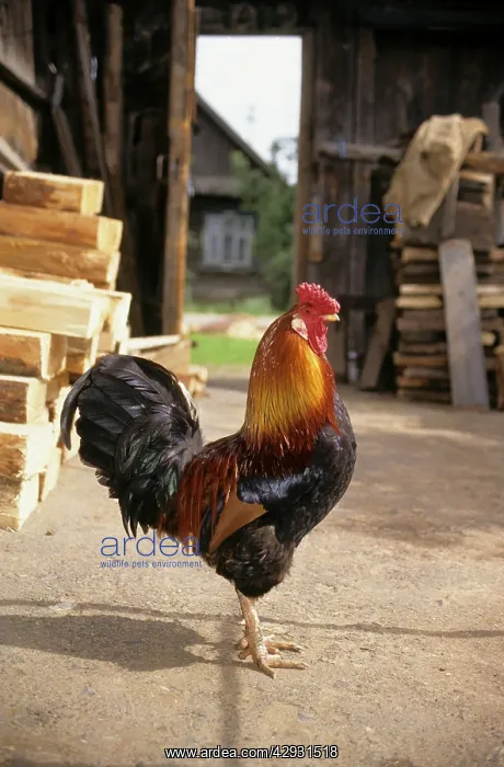 : Cock in a village yard, typical colouring : Cock in a village yard, typical colouring