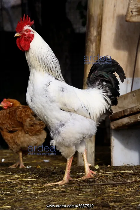 : Cock walking in a farmyard France : Cock walking in a farmyard France