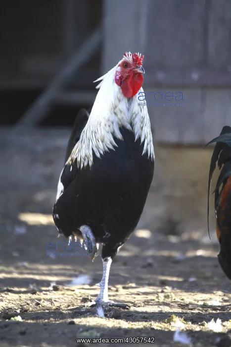 : Cock walking in a farmyard France : Cock walking in a farmyard France