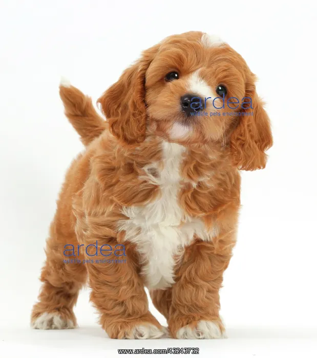 : Cockapoo Dog puppy : Cockapoo Dog puppy