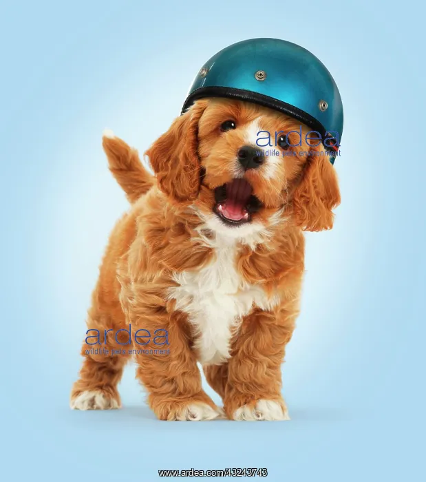 : Cockapoo Dog puppy, wearing motorcycle helmet : Cockapoo Dog puppy, wearing motorcycle helmet