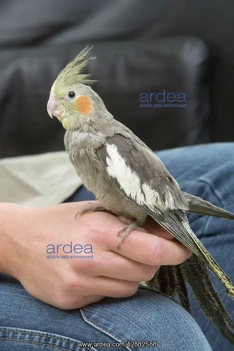 : Cockatiel (Nymphicus hollandicus) : Cockatiel (Nymphicus hollandicus)