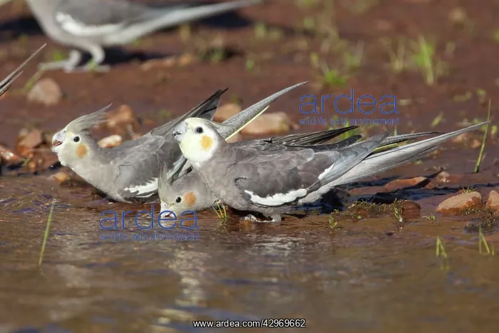 : Cockatiel (Nymphicus hollandicus). A group drinking at Poison Creek waterhole : Cockatiel (Nymphicus hollandicus). A group drinking at Poison Creek waterhole