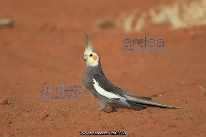 : Cockatiel (Nymphicus hollandicus). A male foraging on the ground : Cockatiel (Nymphicus hollandicus). A male foraging on the ground