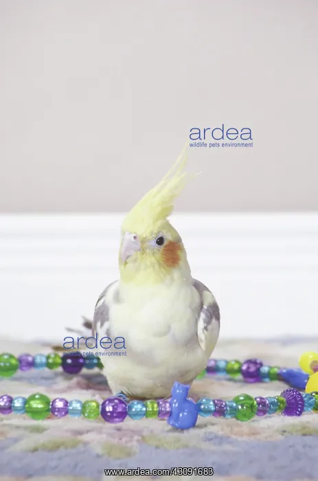 : Cockatiel. Pied cockatiel enjoys time on the floor : Cockatiel. Pied cockatiel enjoys time on the floor