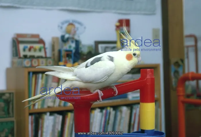 : Cockatiel. Pet cockatiel (Nymphicus hollandicus) perched on a toy in a child's room : Cockatiel. Pet cockatiel (Nymphicus hollandicus) perched on a toy in a child's room