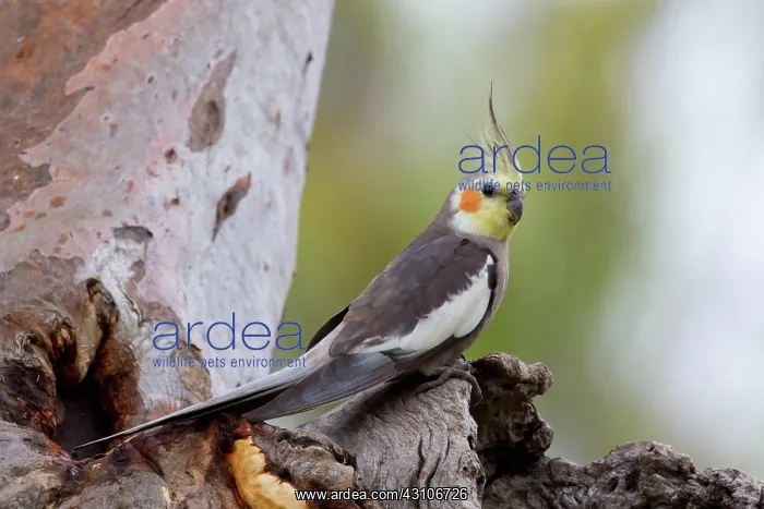 : Cockatiel. Wild Cockatiel, Nymphicus hollandicus : Cockatiel. Wild Cockatiel, Nymphicus hollandicus